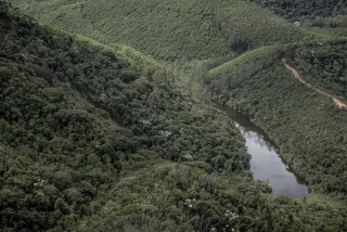 Manejo florestal responsável garante sustentabilidade da produção da CENIBRA