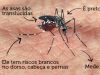 Minas Gerais registrou 82 casos de dengue por dia em 2018(Foto: Divulgao )