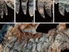Fóssil achado em MG pode revelar novidades sobre dinossauros(Foto: Divulgação )