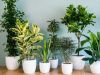 Plantas para cultivar dentro de casa: Invista na decoração com verde(Foto: Divulgação )