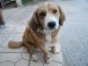 Cãopanhia do Bem promove Feira de Adoção e Bazar Solidário(Divulgao)