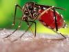 Número de infectados pela dengue em Minas Gerais chega a 94.400(Divulgao)