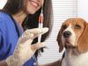 Sábado é o último dia da Campanha de Vacinação contra a Raiva Animal(Divulgao)