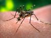 Minas tem 50 mortes e 121 mil casos de dengue neste ano(Divulgao)