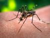 Zika: doença grave tem quatro casos suspeitos em João Monlevade(Divulgao)