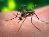 Zika: casos suspeitos em João Monlevade são descartados(Divulgao)