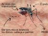 Aedes se torna uma praga da atualidade, após ser erradicado na década de 50(Foto: Reproduo )