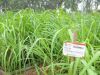 Pesquisadores estudam melhorar uso da citronela contra o aedes(Divulgao)
