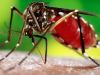 Dengue em João Monlevade passa de 2 mil casos e é a pior epidemia já registrada no município(Divulgao)