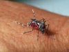 Fiocruz confirma transmissão de zika por pernilongos domésticos(Divulgao)