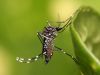 Vacina contra a dengue será vendida a até R$ 138, determina Anvisa(Divulgao)