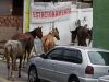 Secretaria de Saúde reforça dicas de prevenção para evitar a Febre Maculosa Brasileira(Foto: Divulgao)