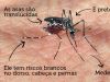 Casos de chikungunya devem voltar a subir neste ano(Foto: Divulgao)