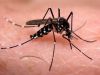 Minas Gerais confirma mais quatro mortes por febre chikungunya(Foto: Divulgao)