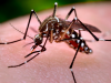 Mais de 500 cidades têm risco de surto de doenças causadas pelo Aedes(Foto: Divulgao )