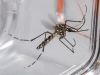 Casos de morte por dengue aumentam 5 vezes em relação ao ano passado(Foto: Divulgao )