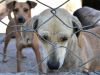 Senado deve votar projeto que proíbe sacrifício de animais de rua(Foto: Divulgao )