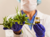Fabricação e venda de medicamentos à base de Cannabis são aprovadas pela Anvisa(Foto: Secretaria de Sade do RJ)