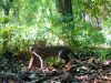 Espécie rara de gato silvestre é encontrada em área da CENIBRA(Foto: Divulgao)