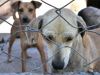 Prefeitura de Itabira inicia cadastro para castração de cães e gatos no município(Foto: Divulgao )