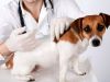 Prefeitura de João Monlevade vacina cães e gatos dias 18 e 25 de setembro(Foto: Divulgao)