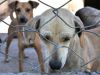 Prefeitura de João Monlevade promove castração de cães e gatos(Foto: Divulgao )