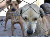Secretaria de Saúde de Itabira abre inscrição para mutirão de castração em animais domésticos(Foto: Divulgao )