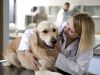 Prefeitura de João Monlevade abre cadastro para castração de cães e gatos(Foto: Divulgao/AcomPMJM)
