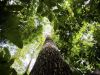 Plano contra desmatamento na Amazônia recebe sugestões até dia 26(Foto: Marcelo Camargo/AB)