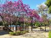 Primavera tem início nesta segunda; veja como será a estação(Foto: Arquivo UN)